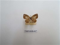 藏品(黑星灰蝶)的圖片